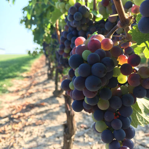 Cabernet Franc at veraison (the start of ripening) in 2018. 