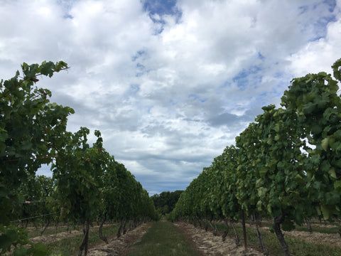 Riesling vines at Sue-Ann Staff Estate Winery, the summer of 2018