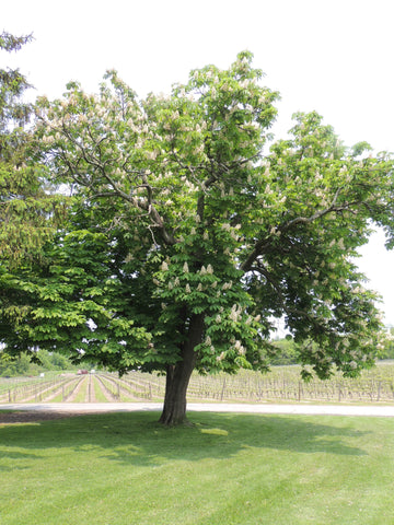 The Chestnut Tree! Namesake for our premium Cabernet Francs