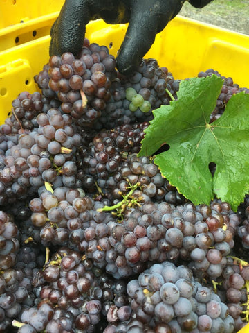 photo of our Pinot Gris just before pressing. The green grapes in the dark bunch are an example of chimerism, common to this grape. 