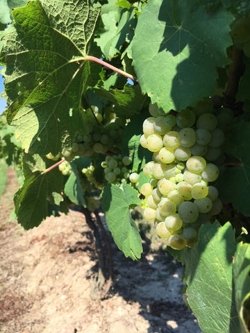 Ripe Riesling in the Sue-Ann Staff Estate Winery vineyards